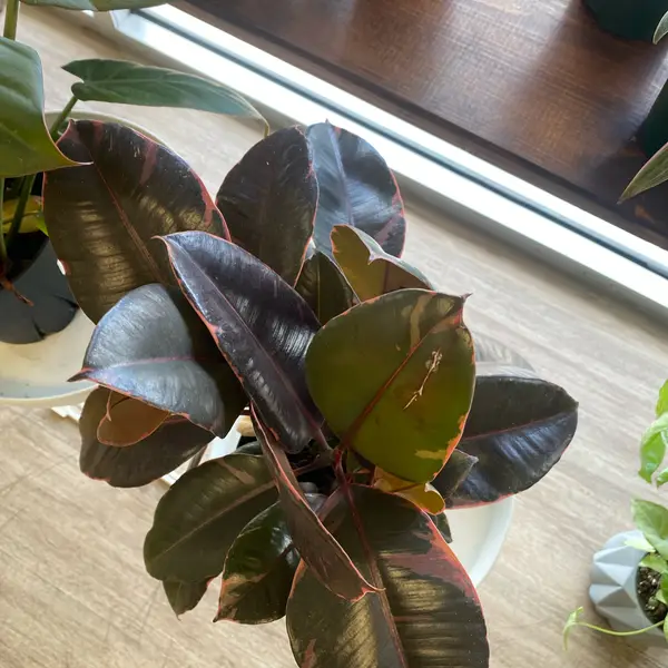 6" Ficus 'Ruby'