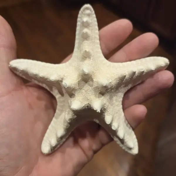 Knobby Starfish