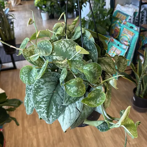 8" Hanging Basket Scindapsus