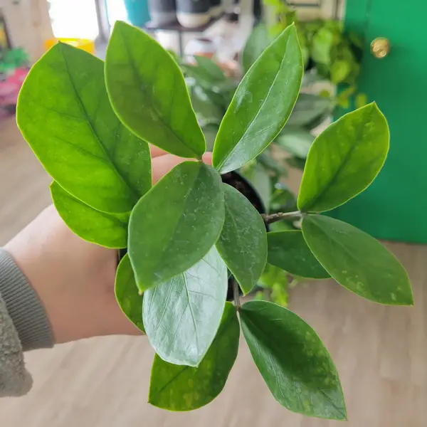 4" Zamacolcus Zamifolia 'ZZ' plant