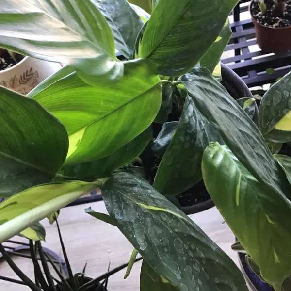 6" Ctenanthe Peacock Plant