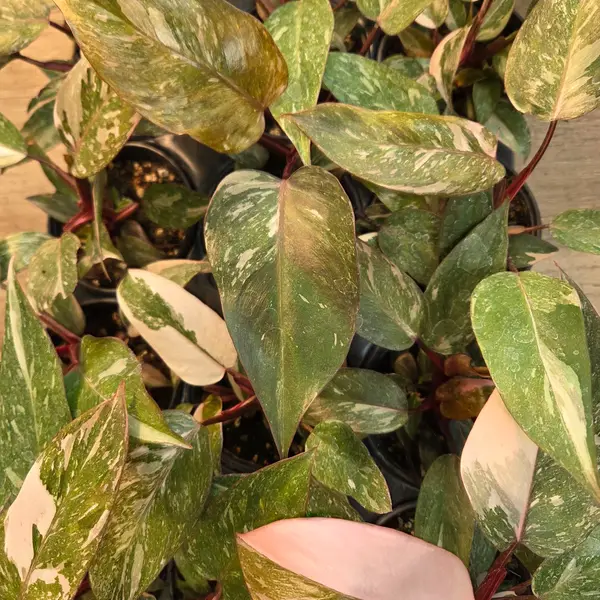 4" Pink Princess Marbled Queen