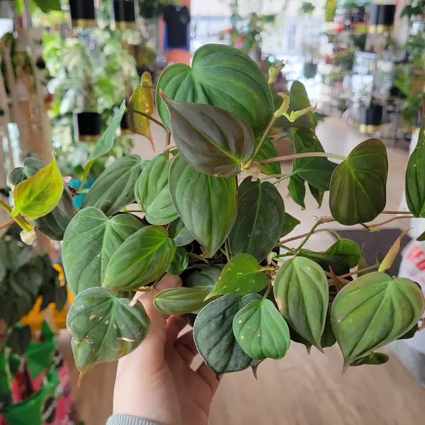 4" Philodendron 'Micans'
