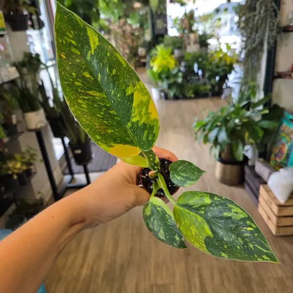 2" Green Congo Nuclear Philodendron