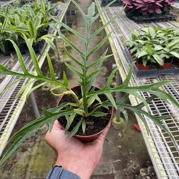 4" Philodendron 'Tortum' - 4" Pot