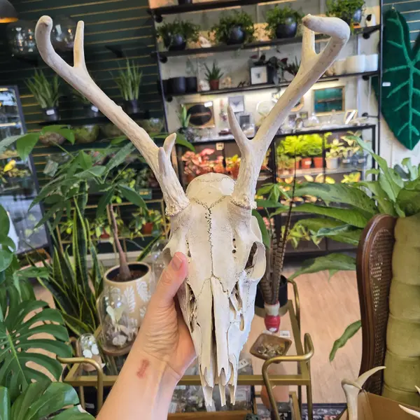 Deer Skull