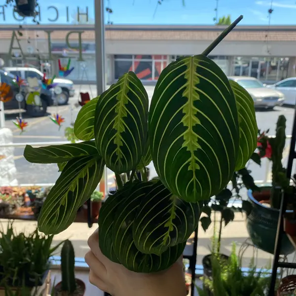 4" Maranta 'Lemon Lime'