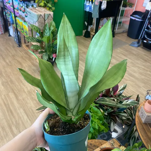 6" Sansevieria 'Moonshine'