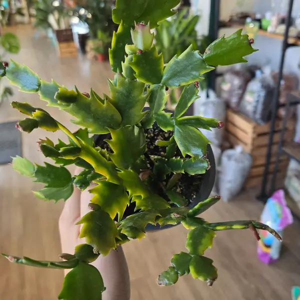 4" Thanksgiving Cactus