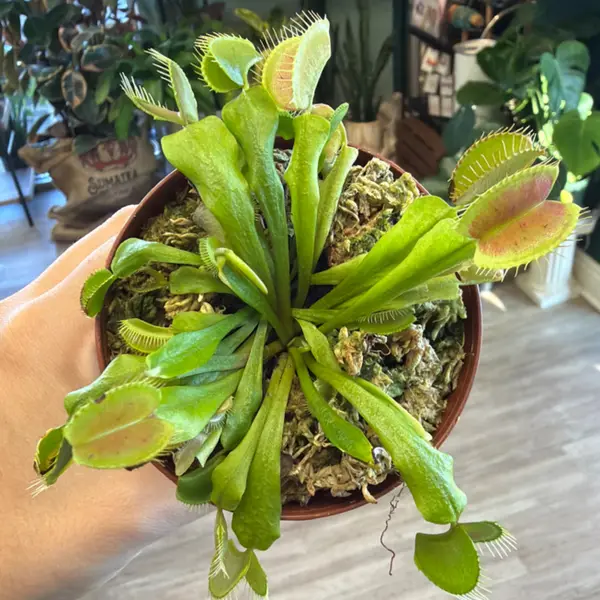 4" Venus Fly Traps