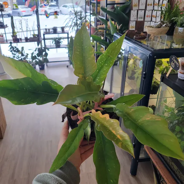 6" Philodendron 'Ring Of Fire'